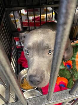 Bianca (Violet) -  Cane Corso and Mixed Breed Dog for Adoption in Angola, Indiana - Bianca (Violet) | PetCurious