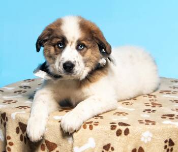 Great Pyrenees and Husky Dogs Available for Adoption in Cookeville, Tennessee - Darja | PetCurious
