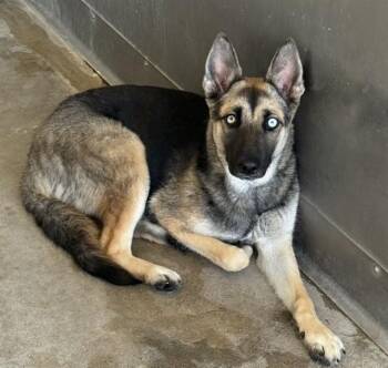 MAEVIS -  German Shepherd Dog and Siberian Husky Dog for Adoption in San Bernardino, California - MAEVIS | PetCurious