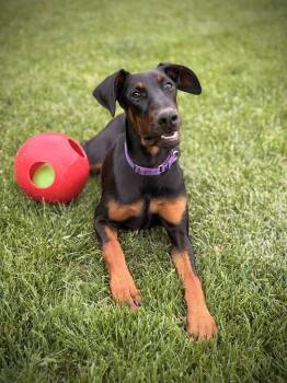 Doberman Pinscher Dogs Available for Adoption in Louisville, Kentucky - Kitty | PetCurious