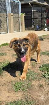 Mixed Breed Dogs Available for Adoption in Sevierville, Tennessee - Gibby | PetCurious