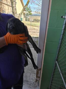 Black Mouth Cur and Labrador Retriever Dogs Available for Adoption - Pan | PetCurious