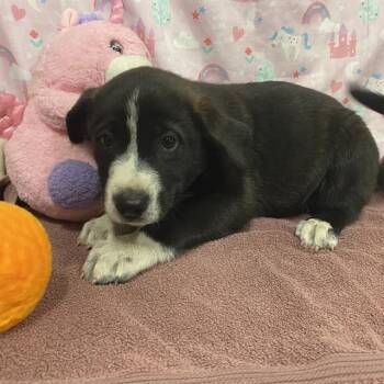 A613938 -  Border Collie and Mixed Breed Dog for Adoption in Modesto, California - A613938 | PetCurious