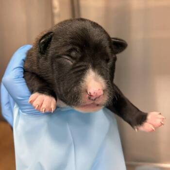 Mixed Breed Dogs Available for Adoption in Bentonville, Arkansas - Finn | PetCurious
