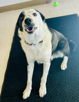 Rex -  Border Collie Dog for Adoption in Green River, Wyoming - Rex | PetCurious