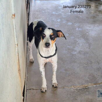 Rescue Rat Terrier Dogs for Adoption in Columbia, Tennessee - January | PetCurious