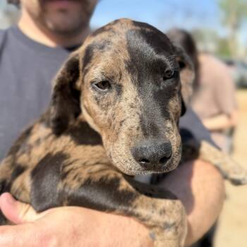 Catahoula Leopard Dog Dogs Available for Adoption - Pickle | PetCurious