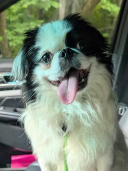Rescue Japanese Chin Dogs for Adoption in Village Of Lakewood, Illinois - Solar | PetCurious