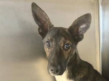 Mixed Breed Dogs Available for Adoption - Rancher | PetCurious