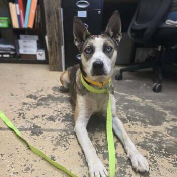 Lily -  Husky Dog for Adoption in Newport, Tennessee - Lily | PetCurious