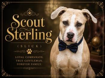 Scout Sterling (Slick) -  Labrador Retriever and American Staffordshire Terrier Dog for Adoption in Farmington, Missouri - Scout Sterling (Slick) | PetCurious