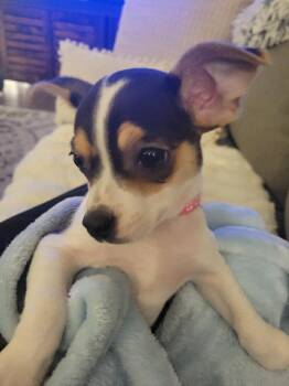 Chihuahua and Dachshund Dogs Available for Adoption - Adela | PetCurious