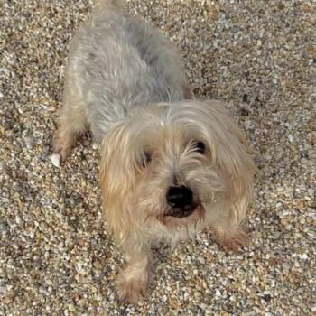 Yorkshire Terrier and Mixed Breed Dogs Available for Adoption - Bruno | PetCurious