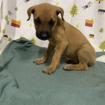 A614383 -  German Shepherd Dog Dog for Adoption in Modesto, California - A614383 | PetCurious