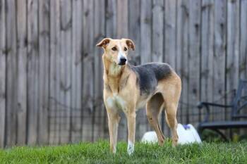 Saluki Dogs Available for Adoption - Minnie | PetCurious