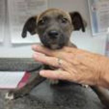 Smokey *Coming Soon* -  Mixed Breed Dog for Adoption in Dover, New Hampshire - Smokey *Coming Soon* | PetCurious