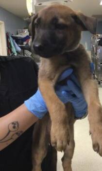 SILVIA -  German Shepherd Dog Dog for Adoption in Riverside, California - SILVIA | PetCurious