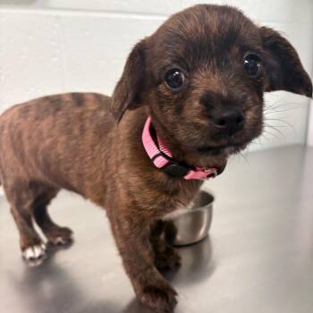 Chihuahua Dogs Available for Adoption - Cottontail | PetCurious