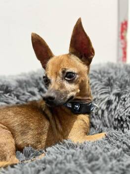 Rescue Chihuahua Dogs for Adoption in Newmarket, Ontario - Bruno | PetCurious