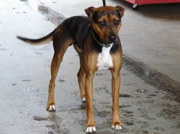 Ic-6 Buck -  Labrador Retriever Dog for Adoption in Lawrenceville, Georgia - Ic-6 Buck | PetCurious