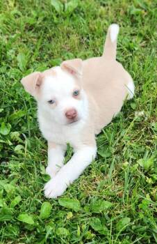 Pug and Australian Cattle Dog Blue Heeler Dogs Available for Adoption in Republic, Missouri - Superman | PetCurious
