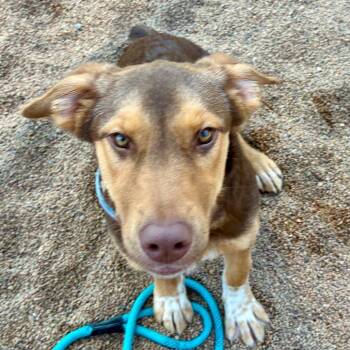 Stella -  Mixed Breed Dog for Adoption in Sand Springs, Oklahoma - Stella | PetCurious