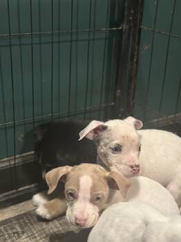 Rescue American Staffordshire Terrier Dogs for Adoption in Wilmington, Illinois - Chester | PetCurious