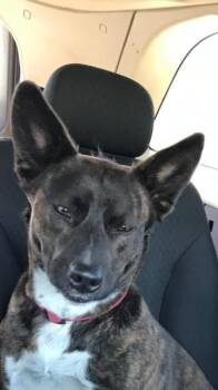 Zoe -  Shepherd Dog for Adoption in Fayetteville, Arkansas - Zoe | PetCurious