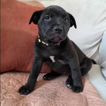 Border Collie and Mixed Breed Dogs Available for Adoption in Kansas City, Missouri - Daisy | PetCurious