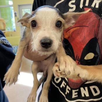 Buttercup -  Terrier and Mixed Breed Dog for Adoption in Lynchburg, Virginia - Buttercup | PetCurious