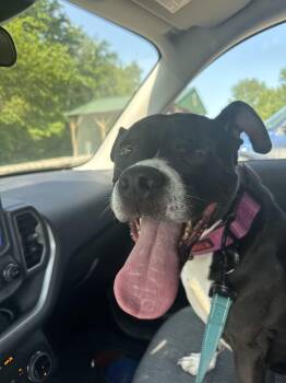 Pit Bull Terrier Dogs Available for Adoption - Ichi- Courtesy Post | PetCurious