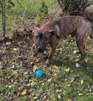 Rescue American Bully Dogs for Adoption in Mississauga, Ontario - Bruce | PetCurious