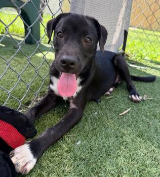 DEW -  Mixed Breed Dog for Adoption in Columbia, South Carolina - DEW | PetCurious