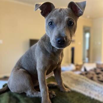 CORALINE -  Labrador Retriever Dog for Adoption in San Antonio, Texas - CORALINE | PetCurious