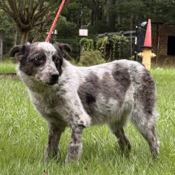 PEPPER -  Australian Cattle Dog Blue Heeler Dog for Adoption in Locust Fork, Alabama - PEPPER | PetCurious