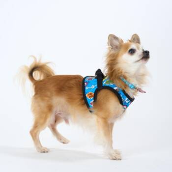 Chihuahua Dogs Available for Adoption in San Francisco, California - Radar 14044 | PetCurious
