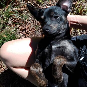French Dip -  Mixed Breed Dog for Adoption in Durham, North Carolina - French Dip | PetCurious