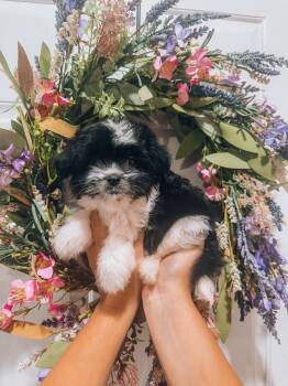 Lilo -  Miniature Poodle Dog for Adoption in Goodyear, Arizona - Lilo | PetCurious