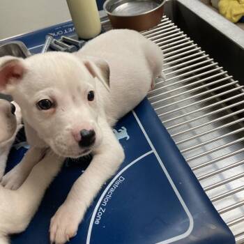Knight -  Pit Bull Terrier Dog for Adoption in Galveston, Texas - Knight | PetCurious