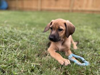 Piper -  Hound and Labrador Retriever Dog for Adoption in Richmond, Virginia - Piper | PetCurious