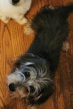 Norfolk Terrier Dogs Available for Adoption in Sanford, North Carolina - ChiChi | PetCurious