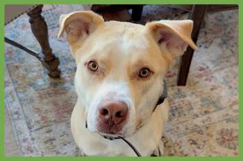 Pit Bull Terrier and Siberian Husky Dogs Available for Adoption in Amherst, Massachusetts - Doggert | PetCurious