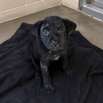 Marie -  Black Labrador Retriever and Mixed Breed Dog for Adoption in Pine Bluff, Arkansas - Marie | PetCurious
