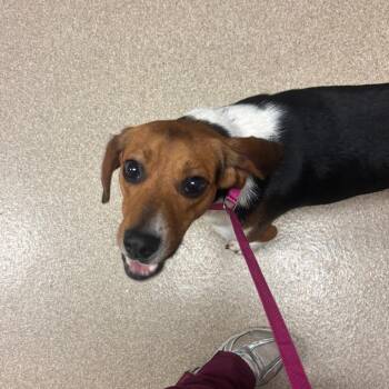 Elmer -  Beagle Dog for Adoption in Bristol, Indiana - Elmer | PetCurious