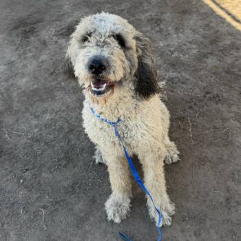 WINNIE -  Standard Poodle and Mixed Breed Dog for Adoption in Richmond, California - WINNIE | PetCurious