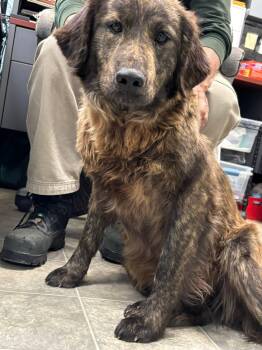Retriever Dogs Available for Adoption in Rustburg, Virginia - Ginger - At Shelter | PetCurious