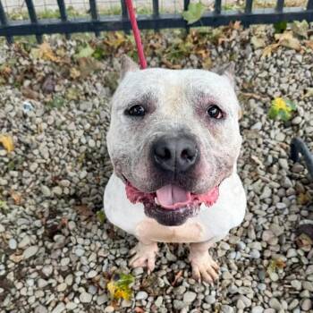 Cold Brew -  Pit Bull Terrier Dog for Adoption in Buffalo, New York - Cold Brew | PetCurious