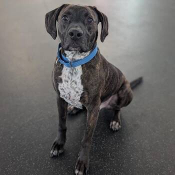 Gus -  Mixed Breed Dog for Adoption in West Olive, Michigan - Gus | PetCurious