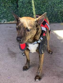 Mixed Breed Dogs Available for Adoption in El Paso, Texas - CHEYREL | PetCurious