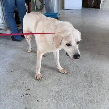 CHARLIE 26-06-088 -  Great Pyrenees and Mixed Breed Dog for Adoption in Bastrop, Texas - CHARLIE 26-06-088 | PetCurious